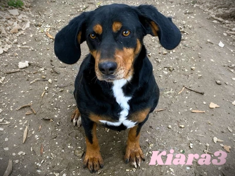 Kiara3 03/2022 (GRC) - verspielte und verschmuste, bildhübsche junge Hündin!