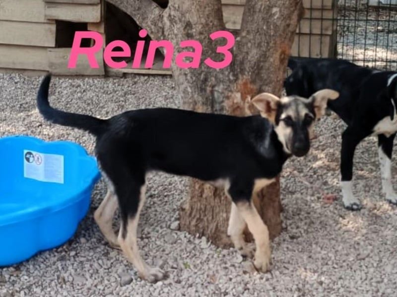Reina3 geb. 03/2025 (GRC) - neugierige & aufgeschlossene Welpin mit zuckersüßen Dumbo-Öhrchen!