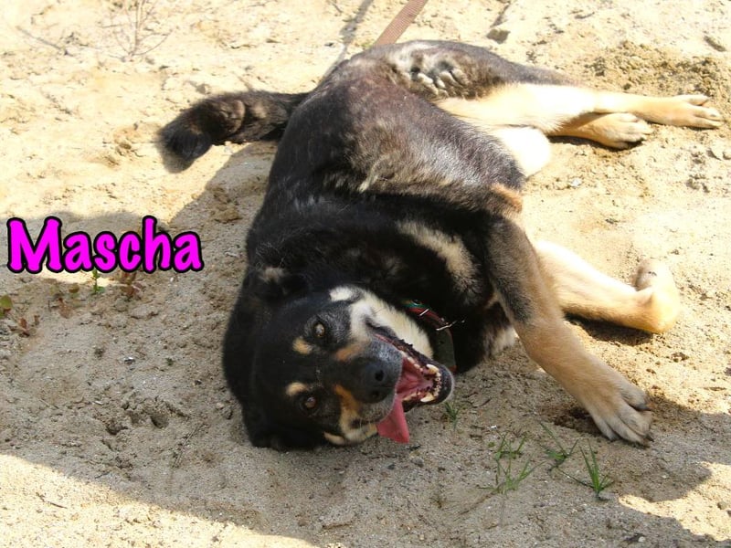 Mascha 11/2016 - genügsame, brave und unglaublich verschmuste Hündin!