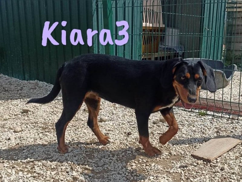 Kiara3 03/2022 (GRC) - verspielte und verschmuste, bildhübsche junge Hündin!
