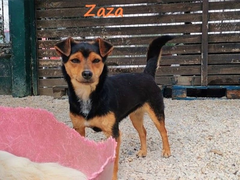 Zaza 08/2022 (GRC) - kleine Hündin sucht Vertrauensperson!