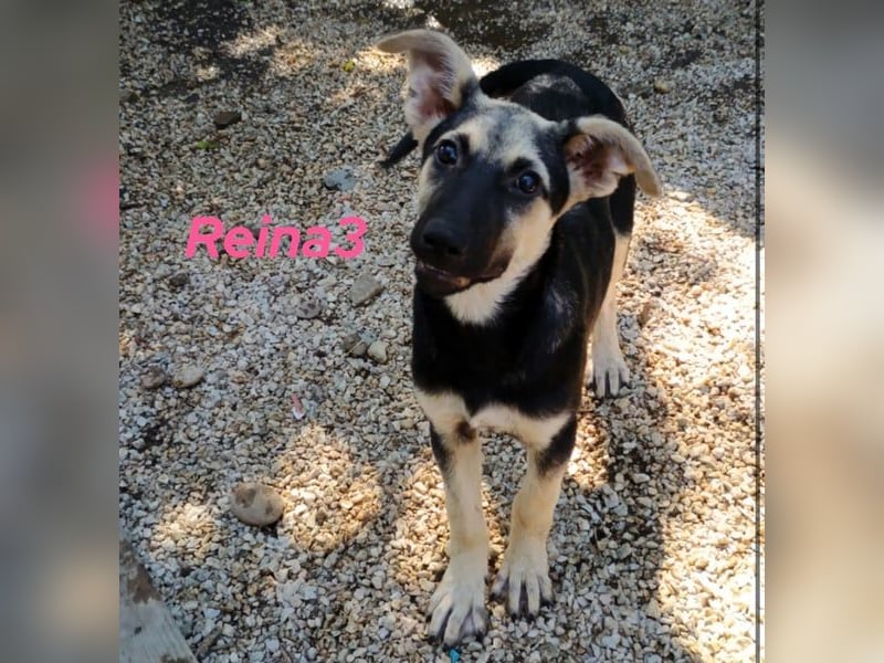 Reina3 geb. 03/2025 (GRC) - neugierige & aufgeschlossene Welpin mit zuckersüßen Dumbo-Öhrchen!