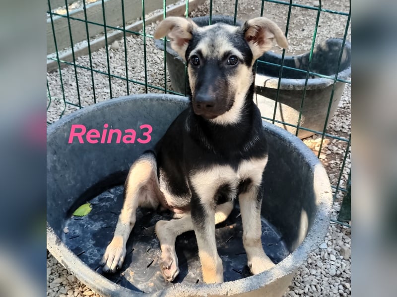Reina3 geb. 03/2025 (GRC) - neugierige, aufgeschlossene und fröhliche Welpin!