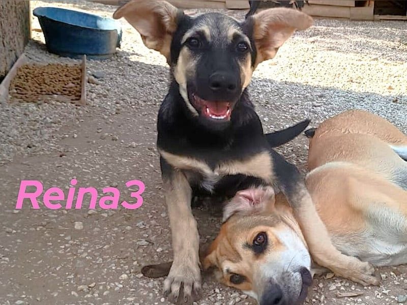 Reina3 geb. 03/2025 (GRC) - neugierige & aufgeschlossene Welpin mit zuckersüßen Dumbo-Öhrchen!