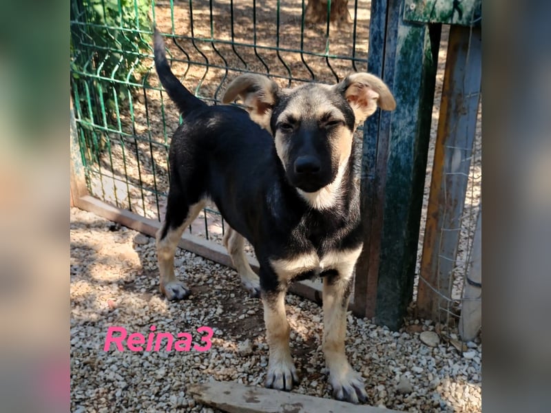 Reina3 geb. 03/2025 (GRC) - neugierige, aufgeschlossene und fröhliche Welpin!