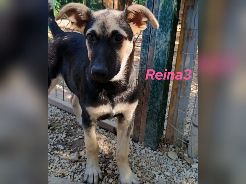 Reina3 geb. 03/2025 (GRC) - neugierige, aufgeschlossene und fröhliche Welpin!