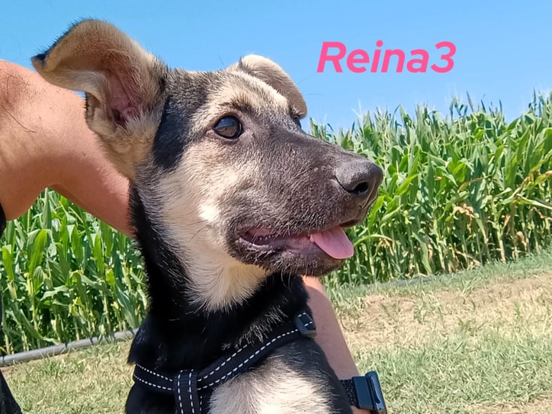 Reina3 geb. 03/2025 (GRC) - neugierige, aufgeschlossene und fröhliche Welpin!