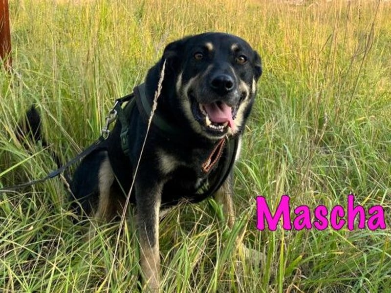 Mascha 11/2016 - genügsame, brave und unglaublich verschmuste Hündin!