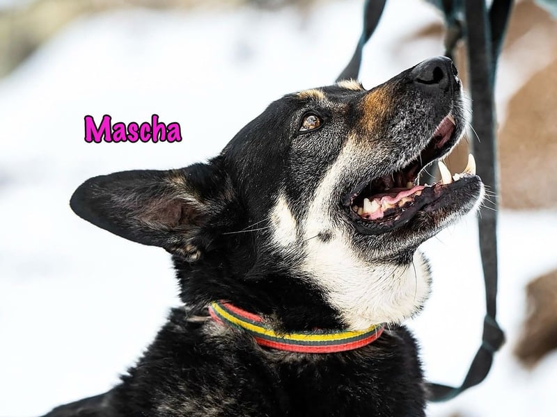 Mascha 11/2016 - genügsame, brave und unglaublich verschmuste Hündin!