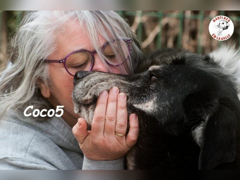 Coco5 geb. 06/2017 (ESP) - ein Engel auf vier Pfoten!
