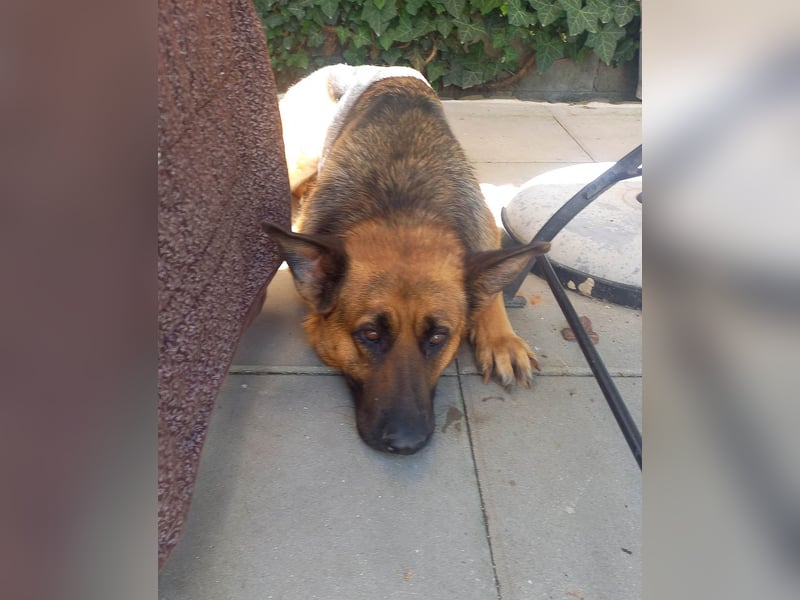 Molly sucht ein liebevolles Zuhause