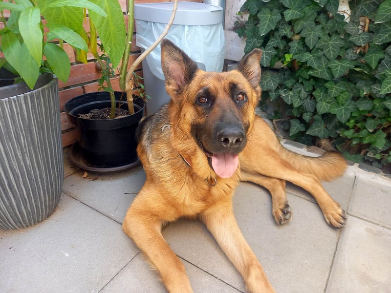 Molly sucht ein liebevolles Zuhause