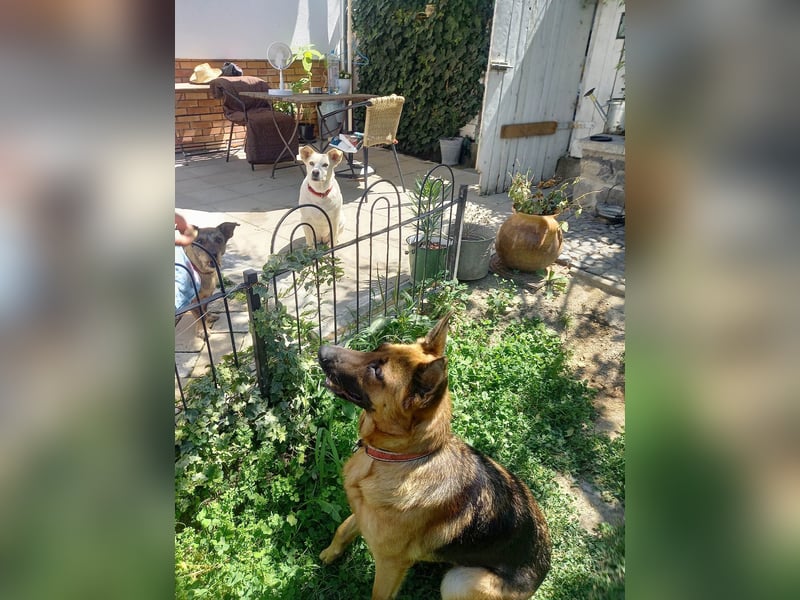 Molly sucht ein liebevolles Zuhause