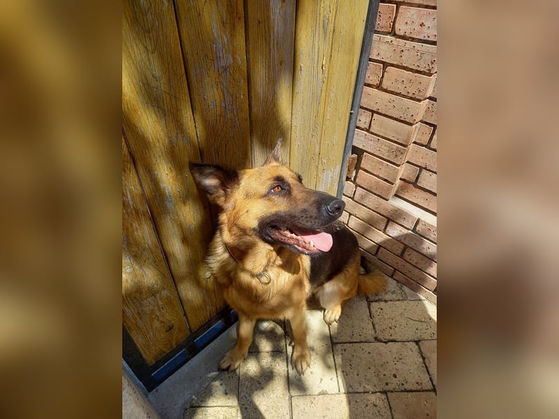 Molly sucht ein liebevolles Zuhause