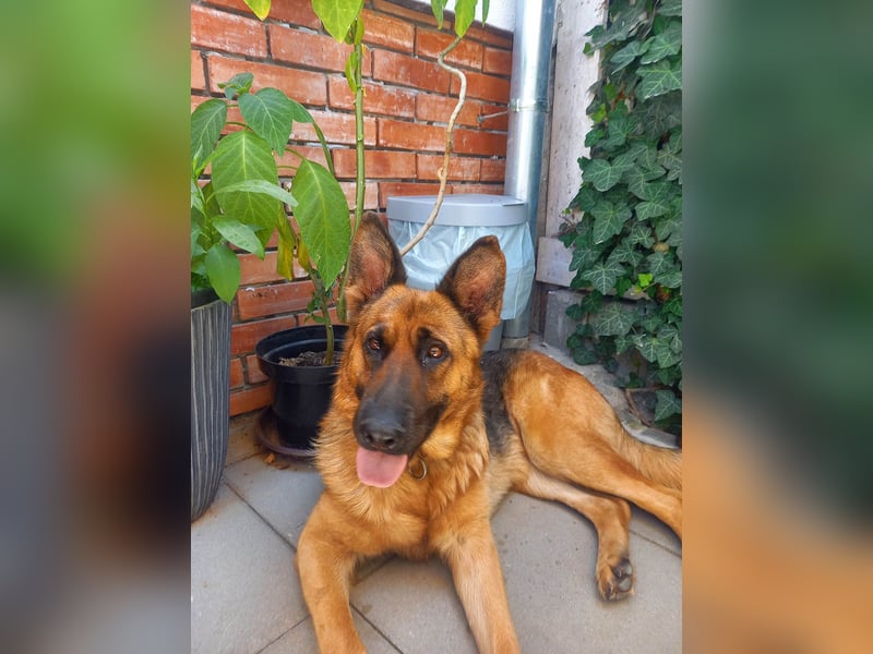 Molly sucht ein liebevolles Zuhause