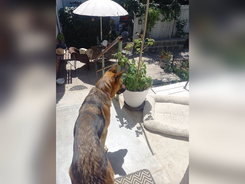 Molly sucht ein liebevolles Zuhause