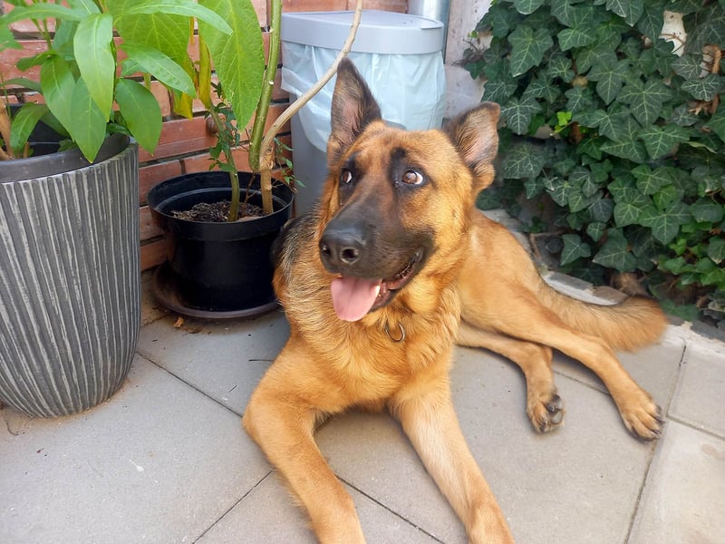 Molly sucht ein liebevolles Zuhause