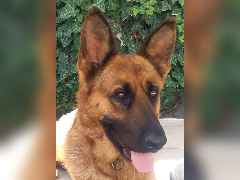 Molly sucht ein liebevolles Zuhause