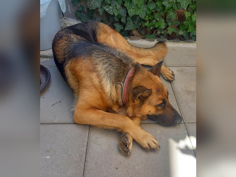 Molly sucht ein liebevolles Zuhause