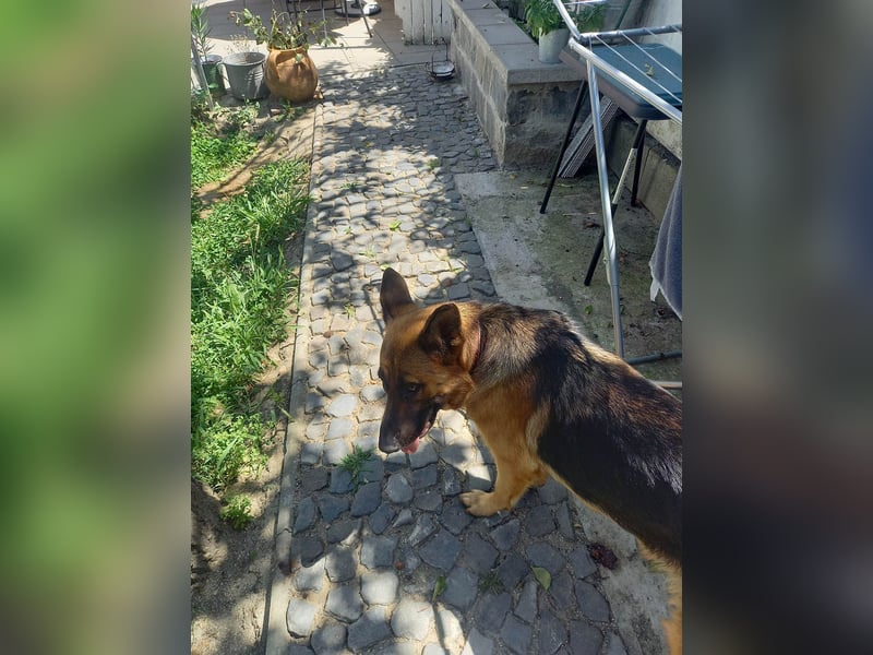 Molly sucht ein liebevolles Zuhause