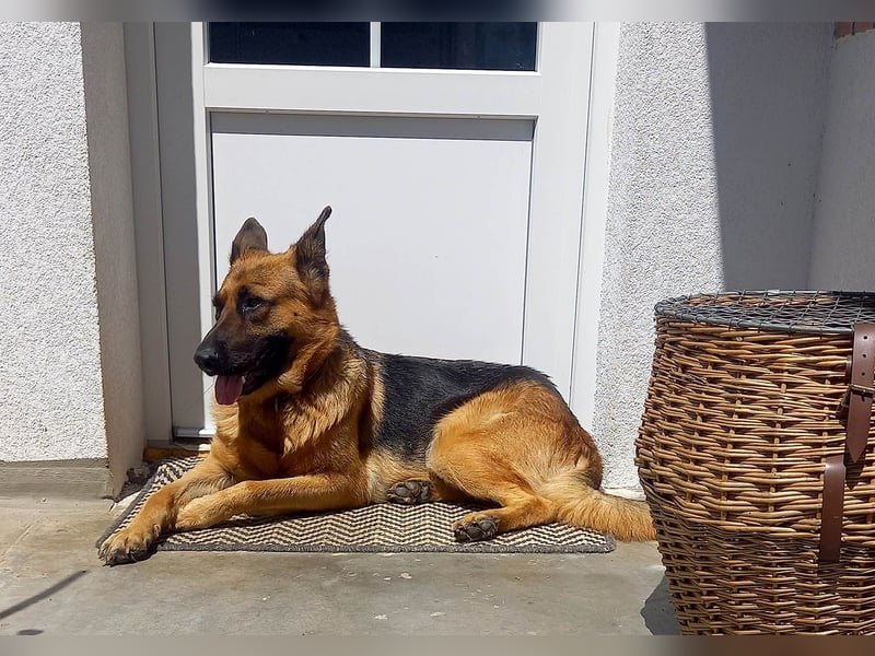Molly sucht ein liebevolles Zuhause