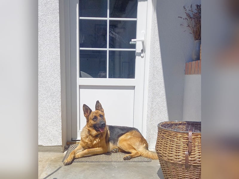 Molly sucht ein liebevolles Zuhause