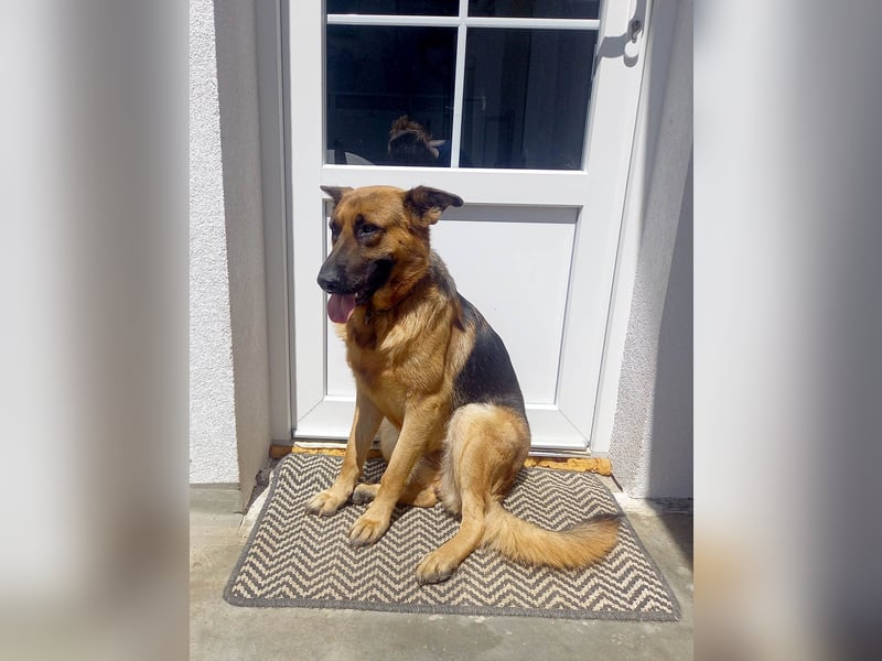 Molly sucht ein liebevolles Zuhause