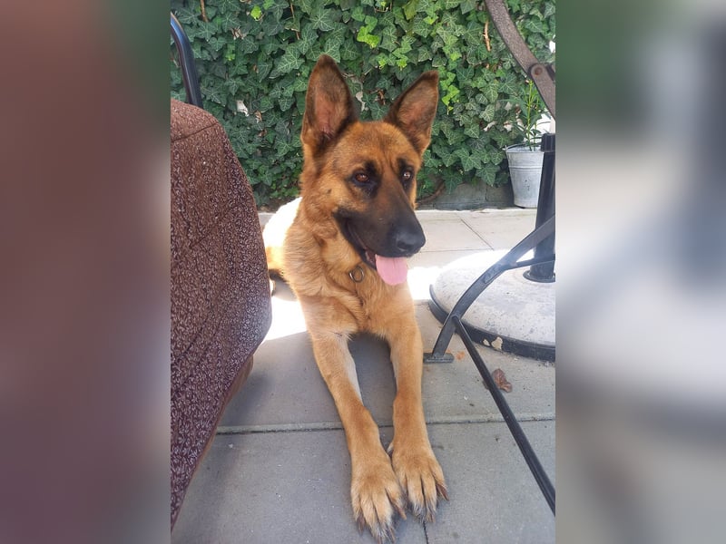 Molly sucht ein liebevolles Zuhause