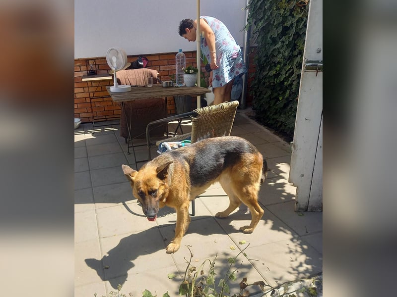 Molly sucht ein liebevolles Zuhause
