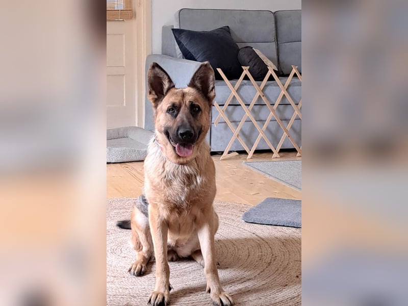 Molly sucht ein liebevolles Zuhause