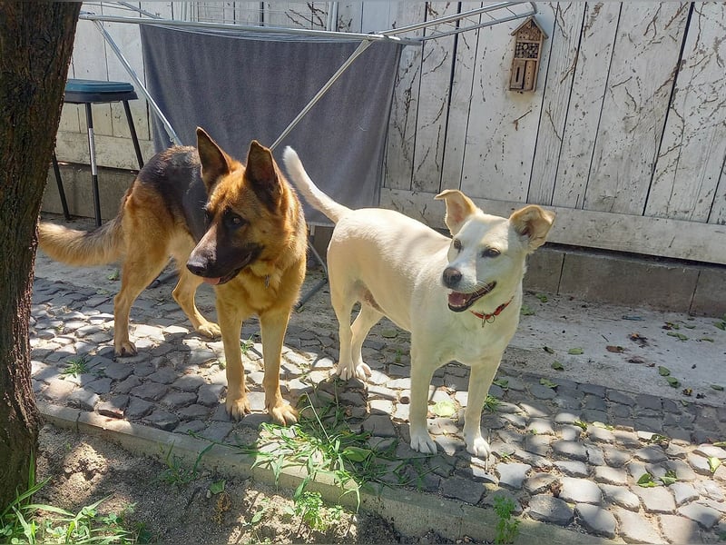 Molly sucht ein liebevolles Zuhause