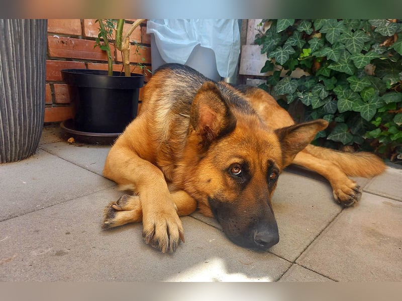 Molly sucht ein liebevolles Zuhause