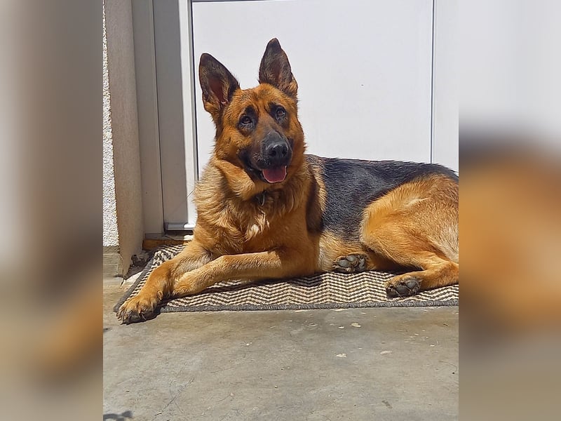 Molly sucht ein liebevolles Zuhause