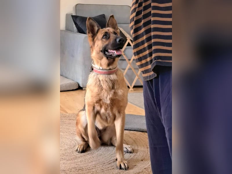 Molly sucht ein liebevolles Zuhause