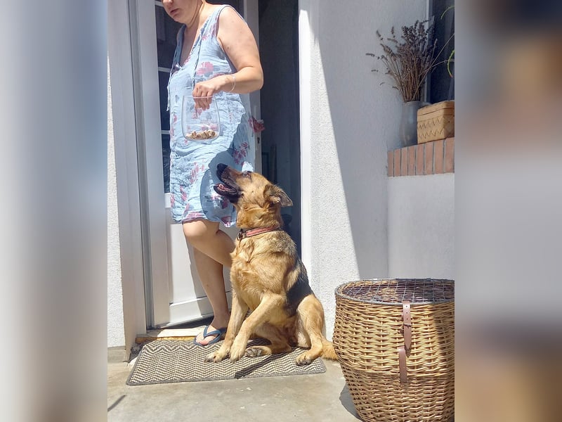 Molly sucht ein liebevolles Zuhause