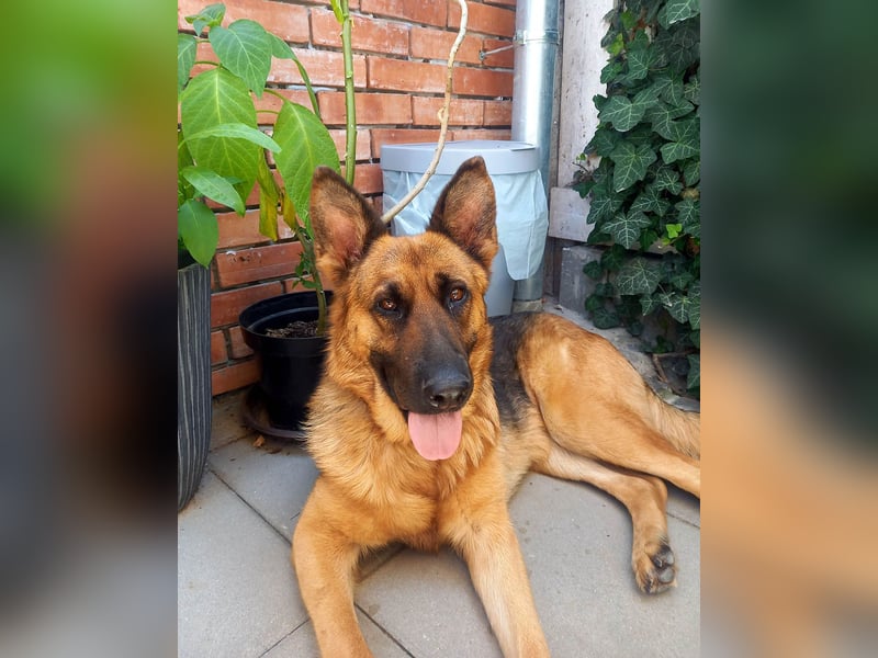 Molly sucht ein liebevolles Zuhause
