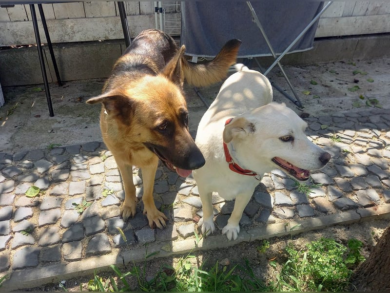 Molly sucht ein liebevolles Zuhause