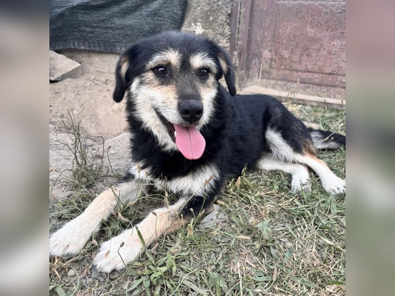 Xena eine brave, liebe, sanfte Hündin
