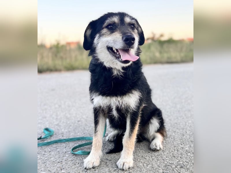 Xena eine brave, liebe, sanfte Hündin