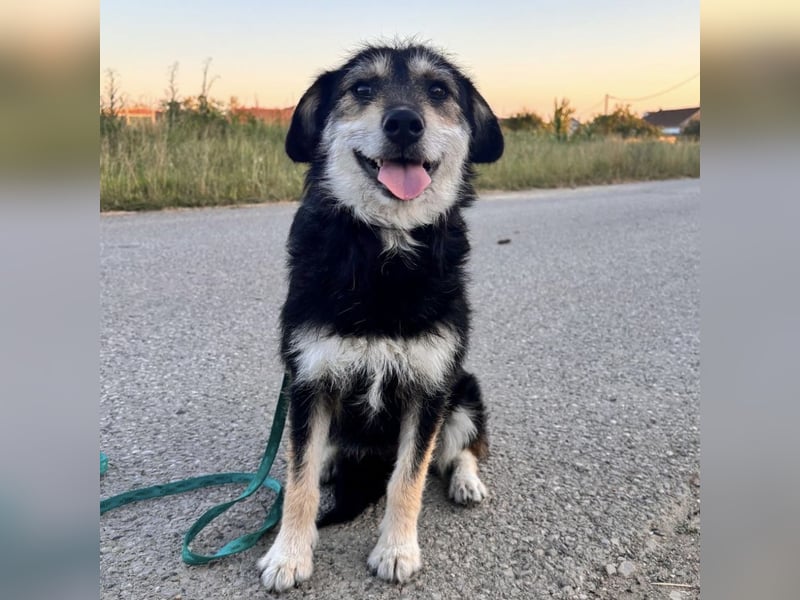 Xena eine brave, liebe, sanfte Hündin