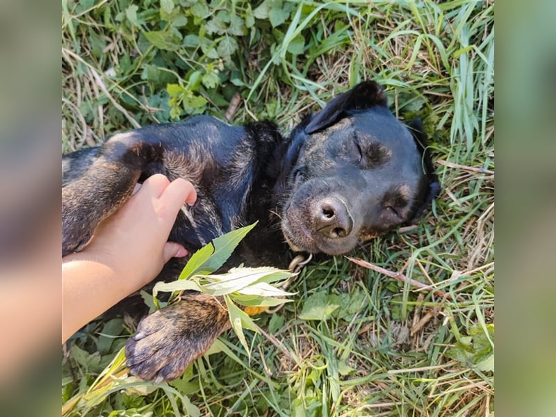 Nym eine Kuschelmaus