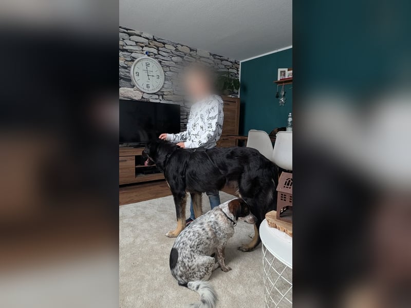Sanfte Cora❤️ sucht liebevolles Zuhause