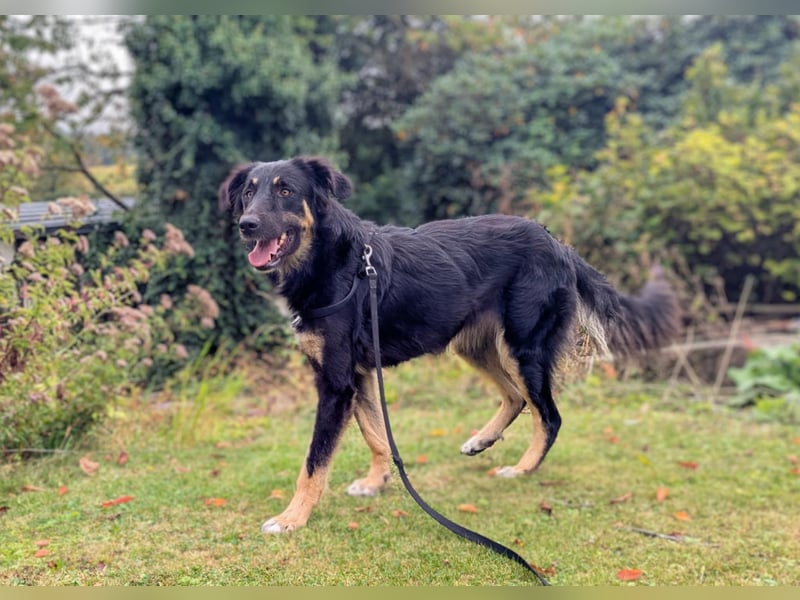 Sanfte Cora❤️ sucht liebevolles Zuhause