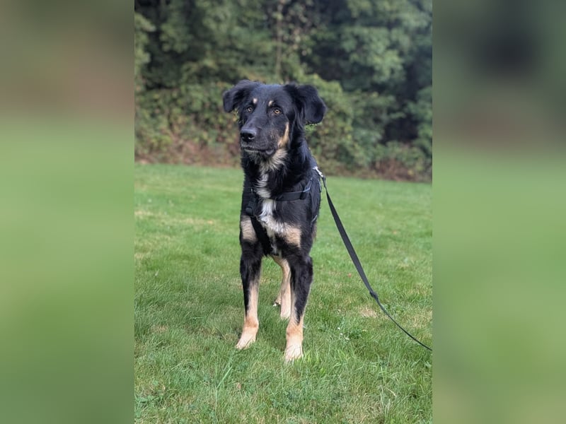 Sanfte Cora❤️ sucht liebevolles Zuhause