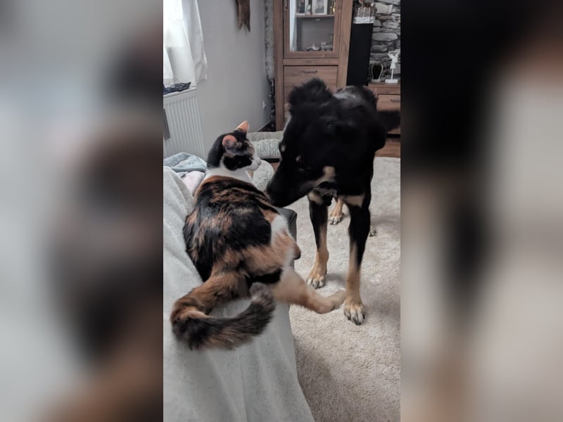 Sanfte Cora❤️ sucht liebevolles Zuhause