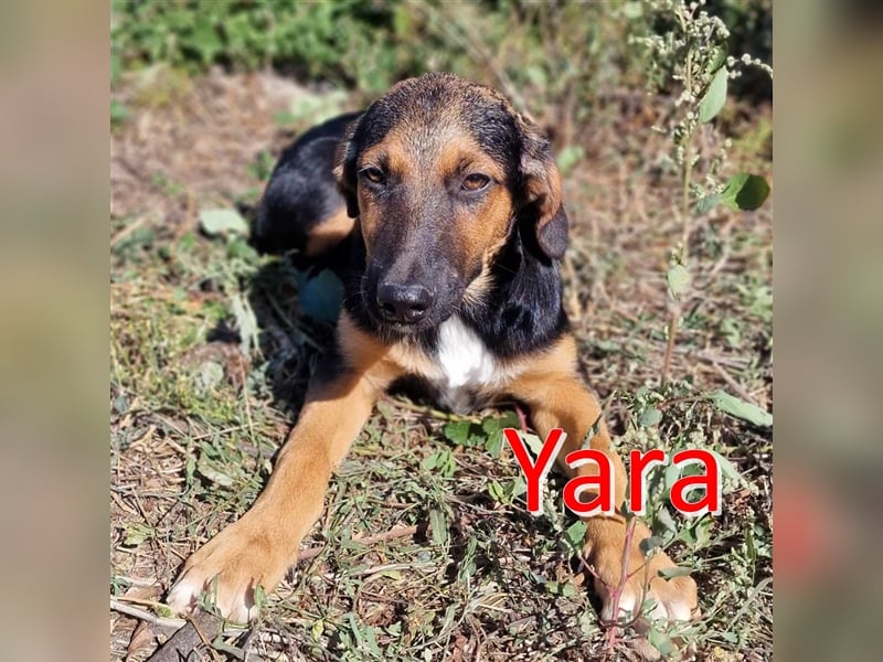 YARA ❤ EILIG!sucht Zuhause oder Pflegestelle