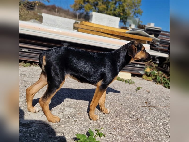 YARA ❤ EILIG!sucht Zuhause oder Pflegestelle
