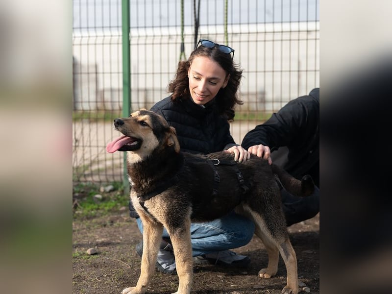 AZULA-brennt darauf, das Tierheim zu verlassen und mit ihrer "Für-immer-Familie" glücklich zu sein