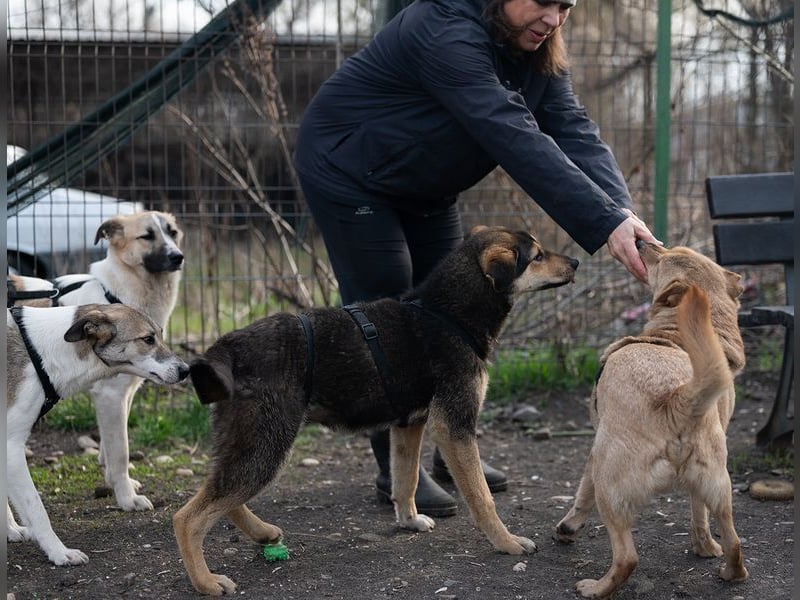 AZULA-brennt darauf, das Tierheim zu verlassen und mit ihrer "Für-immer-Familie" glücklich zu sein
