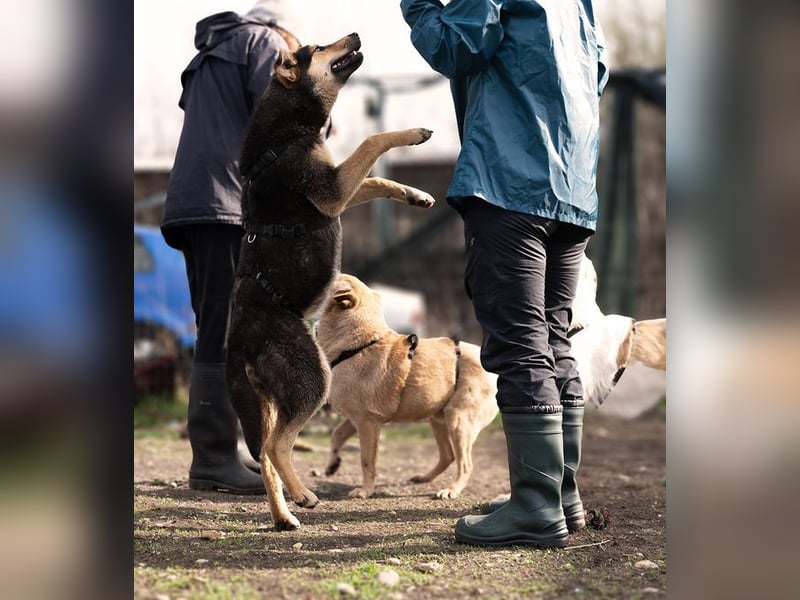 AZULA-brennt darauf, das Tierheim zu verlassen und mit ihrer "Für-immer-Familie" glücklich zu sein